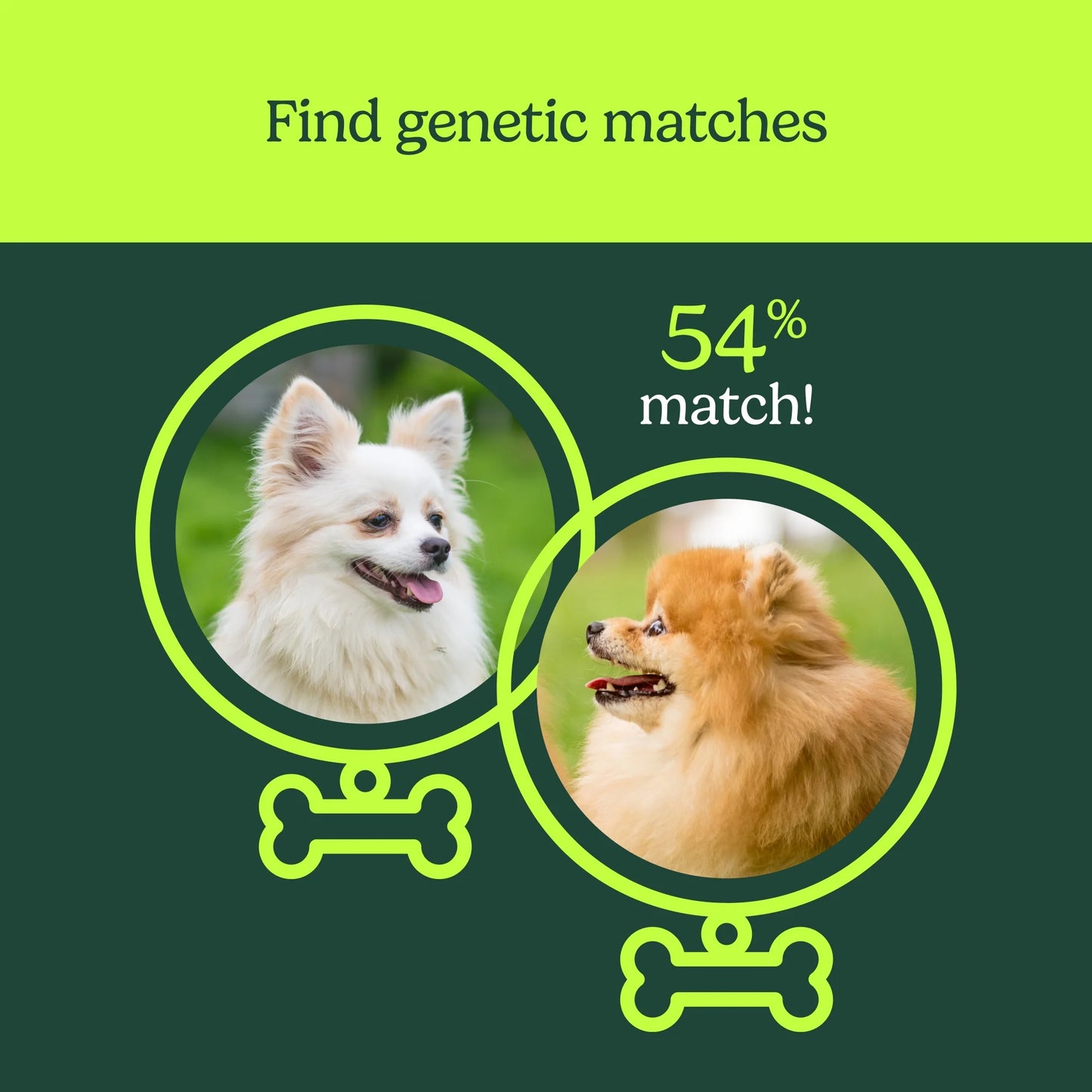 Know Your Pet DNA by : Dog DNA Breed Identification Test, Genetic Traits, DNA Matches, Dog DNA Test