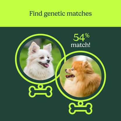 Know Your Pet DNA by : Dog DNA Breed Identification Test, Genetic Traits, DNA Matches, Dog DNA Test